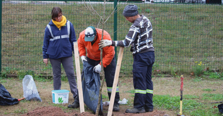 nuevas plantaciones de árboles en nuestro territorio