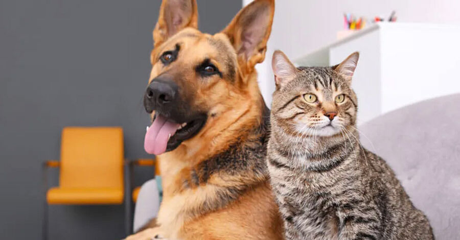 Jornada de castración de perros y gatos