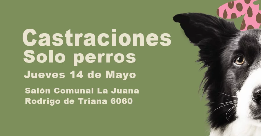 Castraciones solo de perros en el salon comunal La Juana