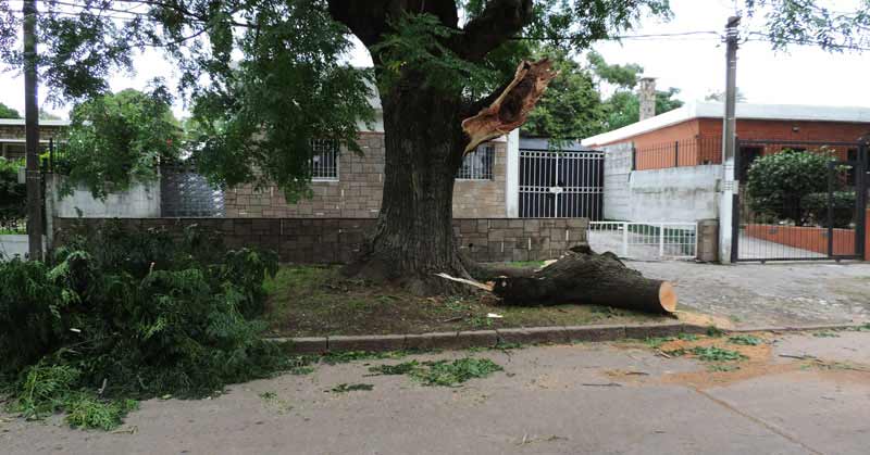 arbol caido