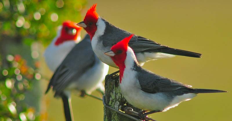 observacion de aves