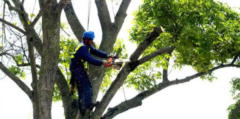 poda de arboles