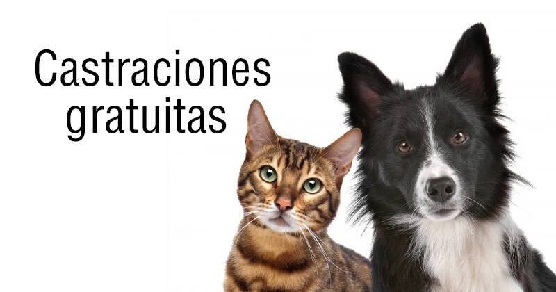 castraciones gratuitas diciembre 2020