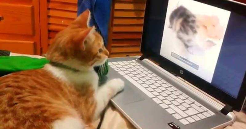 usando laptop