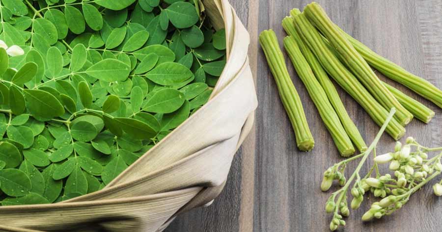Moringa oleifera