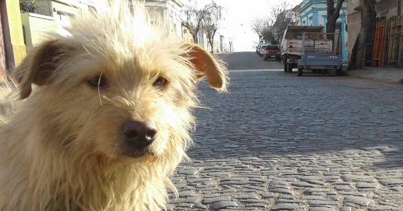 portada perro