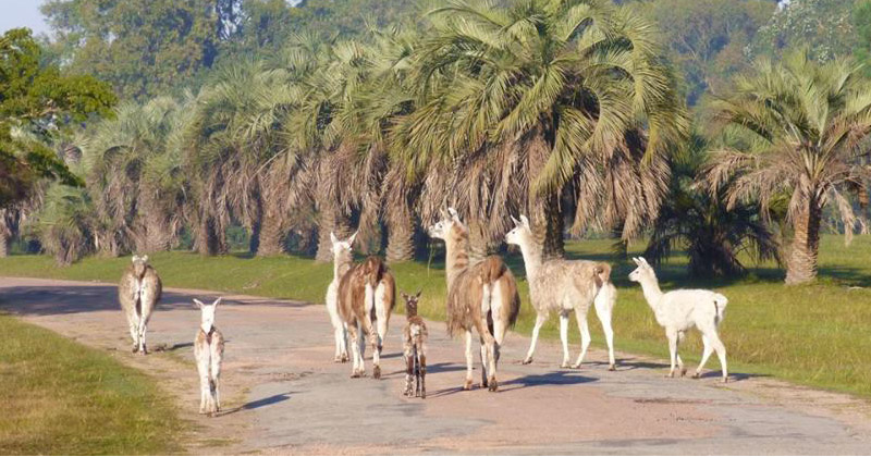 parque lecocq