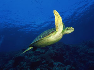 Tortugas