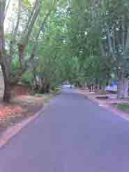 avenida_en_colon